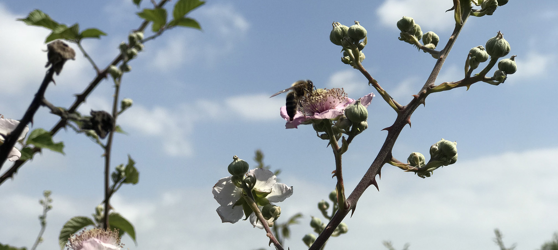 Abejas polinizando rosas monjes